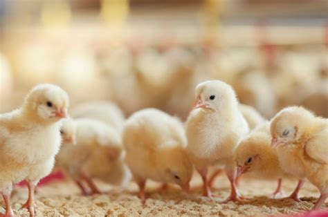 People are reportedly panic-buying baby chickens