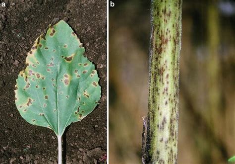 Diseases of Sunflower | SpringerLink