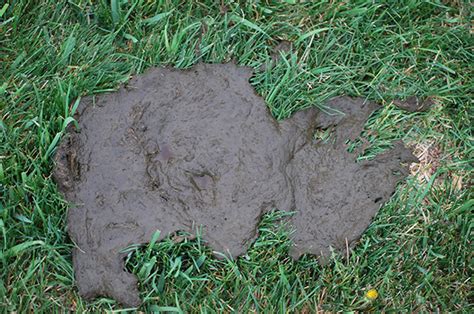 What is your cattle's manure telling you? - | Ag Proud