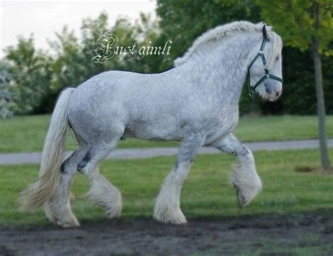 Pretty gray shire horse | Clydesdale horses, Big horses, Horse breeds