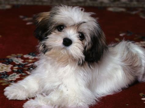 Shih Tzu - Dog Breed Standards