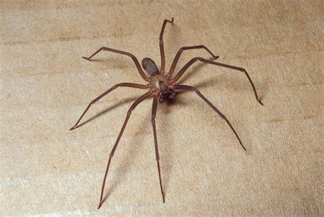 Couple Argues Insurer Should Pay for Infestation of Venomous Spiders ...