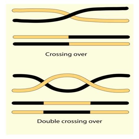 Crossing Over in Meiosis | Overview & Examples - Lesson | Study.com