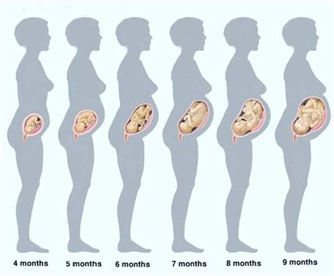 Развитие Плода По Неделям Беременности - HD фотoграфии