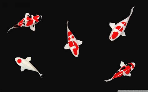 Koi Fish Backgrounds - Wallpaper Cave