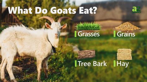 Goat - A-Z Animals