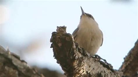 The Bahama nuthatch birds have not gone extinct but are very much alive