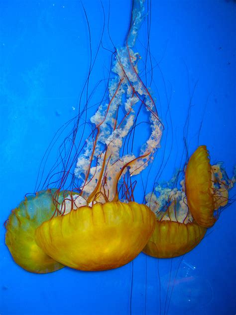 Yellow Jellyfish Photograph by Willie Chea - Pixels