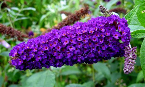 50 Dark PURPLE BUTTERFLY BUSH Buddleia Davidii Hummingbird - Etsy Canada