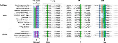 Frontiers | The Role of Ribosomal Protein S6 Kinases in Plant Homeostasis