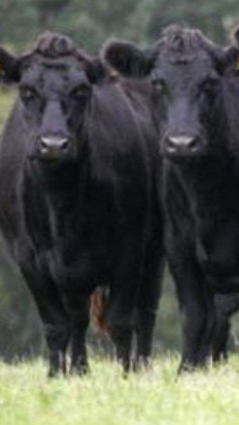 Braford cattle image by Jim Durham on Canadian #5 Cattle Breeds | Hereford cattle, Cattle