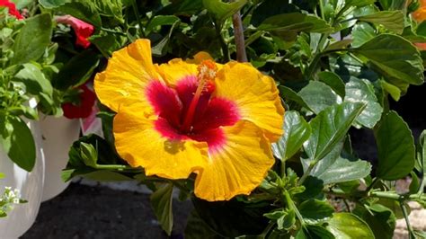 Flowers, Hibiscus, Hawaii. Free Stock Video - Pixabay