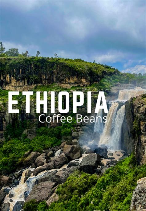 Ethiopian Yirgacheffe Coffee Beans | Ground or Whole Bean