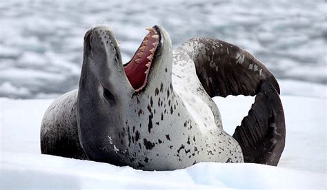 How leopard seals survive in Antarctica | Polarjournal