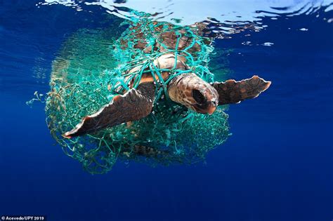 Image of helpless turtle caught in a net among the winners of this year's underwater photo ...