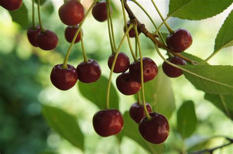 Delicious Chokecherries | Delicious fruit, Delicious, Chokecherry