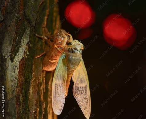 Cicada hatching Stock Photo | Adobe Stock