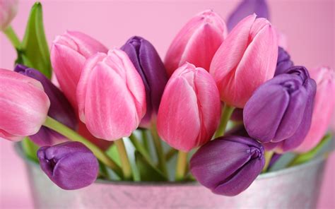 Pink and purple tulips flowers Wallpaper | 1680x1050 resolution ...