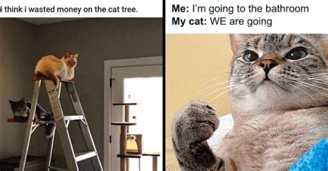 24 Witty Wednesday Cat Memes For A Pawsitively Purrfect Day - I Can Has ...