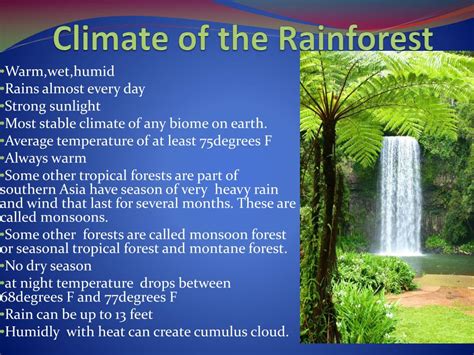 PPT - The Rainforest PowerPoint Presentation, free download - ID:2111282