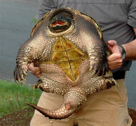 늑대 거북의 짝짓기[Snapping Turtle,s mating] : 네이버 블로그