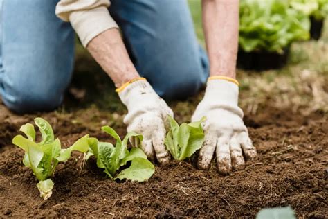 Chalky Soil Characteristics: Understanding Soil Composition and Properties