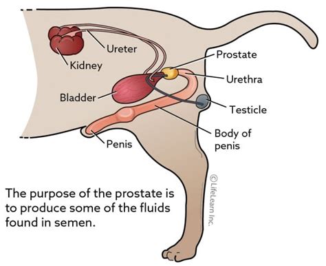 Prostatic Disease in Dogs | VCA Animal Hospital