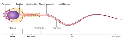 Sperm Cell Anatomy Stock Illustration - Download Image Now - iStock