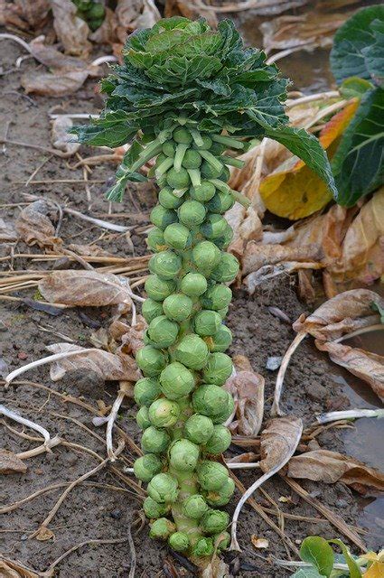 Brussels sprouts - Gardening at USask - College of Agriculture and Bioresources | University of ...