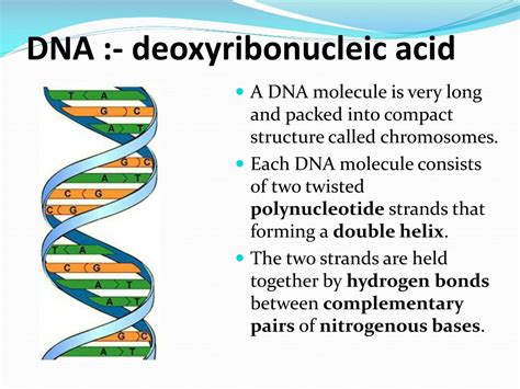 Structure Of Dna