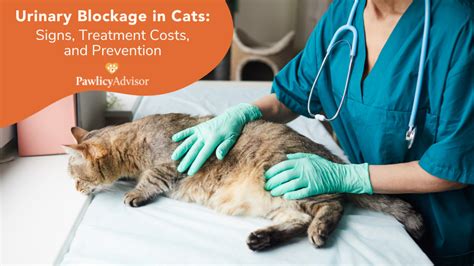 Urinary Blockage In Cats: Signs, Treatment Costs & Prevention | Pawlicy ...