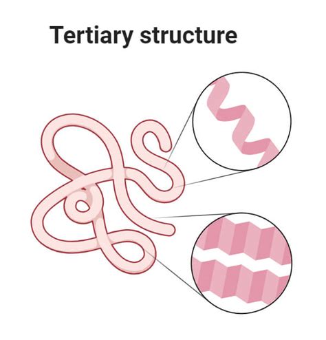 Types of Protein Structure with Diagrams