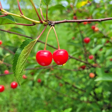 Sour Cherry Trees – Silver Creek Nursery Ltd.