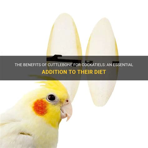 The Benefits Of Cuttlebone For Cockatiels: An Essential Addition To Their Diet | PetShun