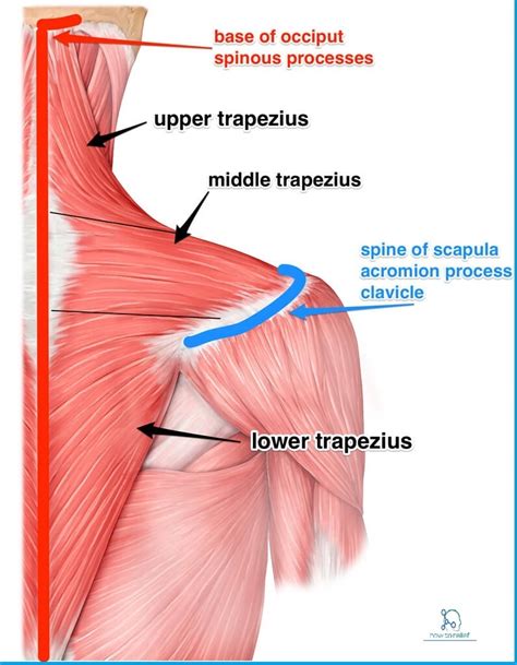 Trapezius Muscle: Origin, Insertion, Nerve Supply & Action » How To Relief