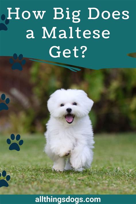 How Big Does a Maltese Get? | Maltese breed, Maltese dog breed, Maltese dogs