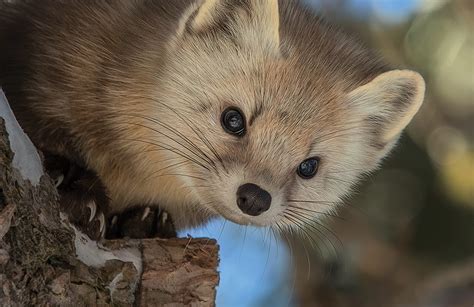 The Pine Marten: Nature's Most Adorable Predator! - Nature Canada