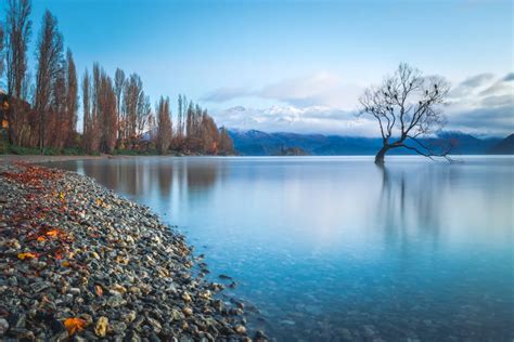 The Wanaka Tree in Autumn | Smithsonian Photo Contest | Smithsonian ...