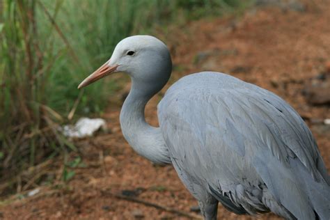 Blue Crane Bird Free Stock Photo - Public Domain Pictures