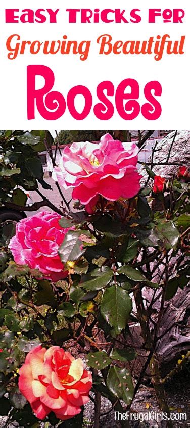 15 Rose Gardening Tips for Beginners to Pros! - The Frugal Girls