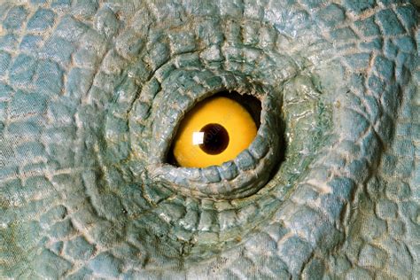 Animatronic dinosaur eye - Stock Image - C010/0328 - Science Photo Library