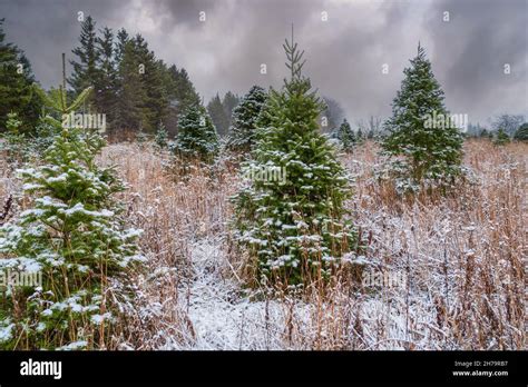 Snow falling on a Christmas tree farm Stock Photo - Alamy