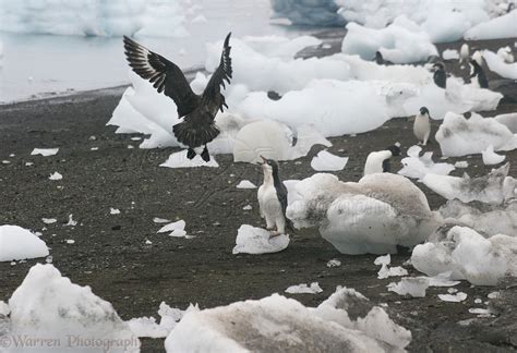 Skua attacking penguin photo WP11964