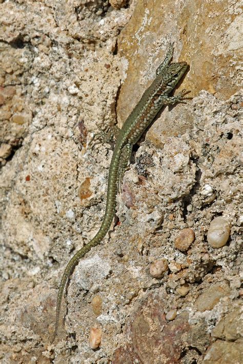 Wall Lizard | One of a number of wall lizards chasing flies … | Flickr