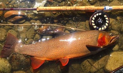 Pin by Paul Laemmlen on Snake River Finespotted Cutthroat Trout | Cutthroat trout, Fish pet ...