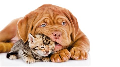 Cat And Dog Friendship Wallpapers High Quality | Download Free