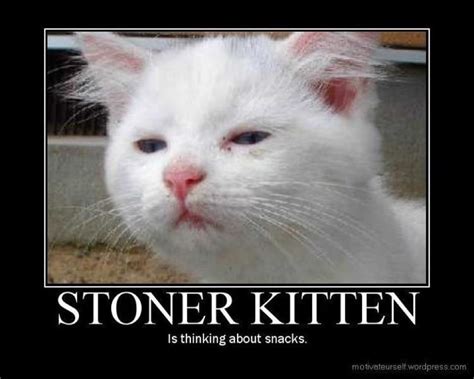 Stoned Kitten | Paws and claws, Kitten, Animals