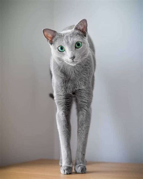 Mesmerizing Photos of Russian Blue Cats with Green Eyes