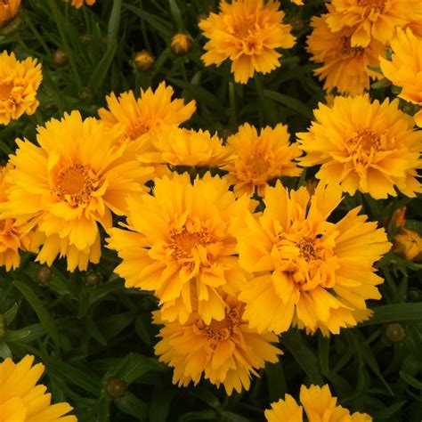 Coreopsis grandiflora 'Early Sunrise' Nachyłek wielkokwiatowy