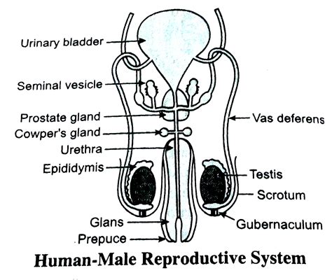 Draw A Labelled Diagram Of Male Reproductive System - vrogue.co